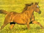 chambre hote valpierre beaujolais drac cheval